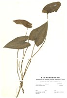 藏品(大屯細辛)的圖片